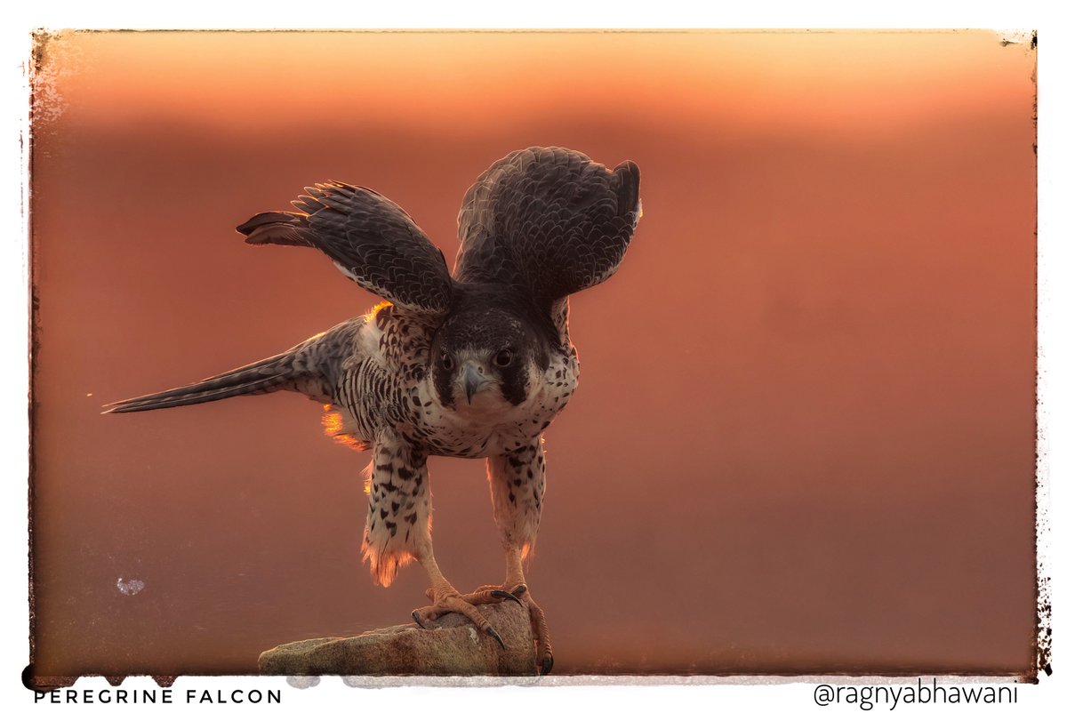 ragnyabhawani's tweet photo. @sheenz_m_ Sorry for being late in the day for #WeekP but better late than never.
P is for a Painted Francolin and Perigrine Falcon. Both taken at sunset time.
#Raptors
#Falcons
#AlphabetChallenge https://t.co/q4rSmlPHkT