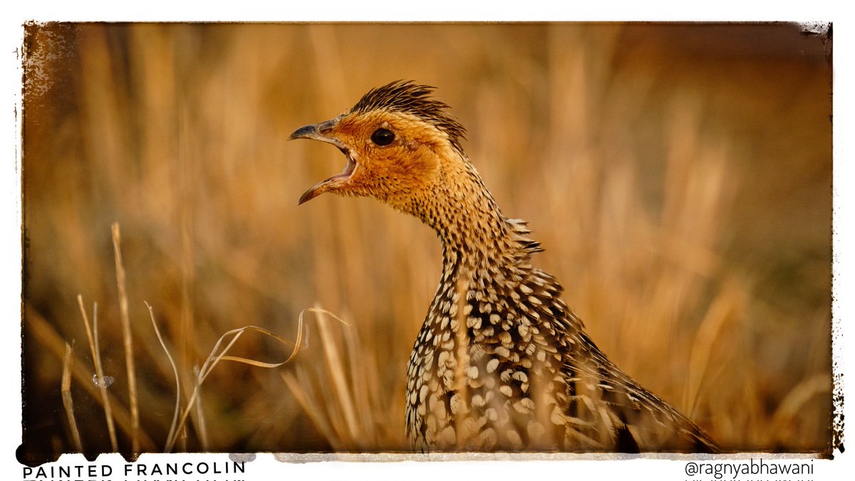 ragnyabhawani's tweet photo. @sheenz_m_ Sorry for being late in the day for #WeekP but better late than never.
P is for a Painted Francolin and Perigrine Falcon. Both taken at sunset time.
#Raptors
#Falcons
#AlphabetChallenge https://t.co/q4rSmlPHkT