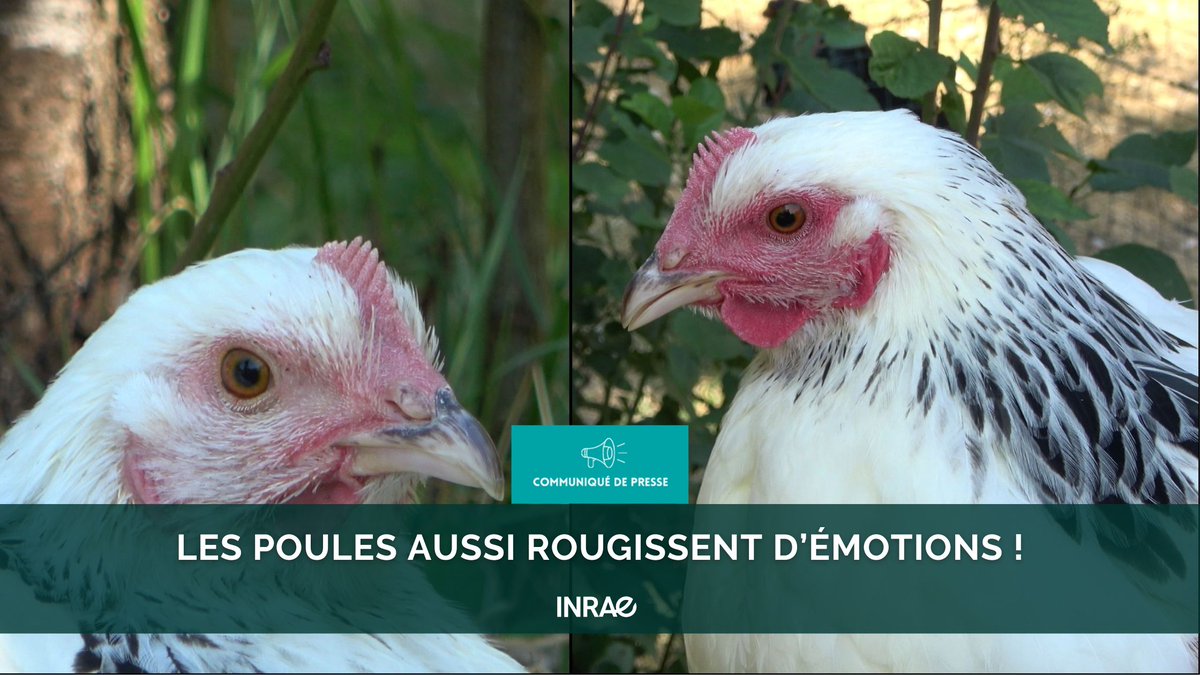 #RP_INRAE Comment savoir ce que les poules ressentent ? 

Une équipe de recherche a étudié 18 000 images de poules dans différentes situations et développé un programme pour analyser le taux de rouge sur la face des poules.

Résultat : le rougissement des poules varie selon leur