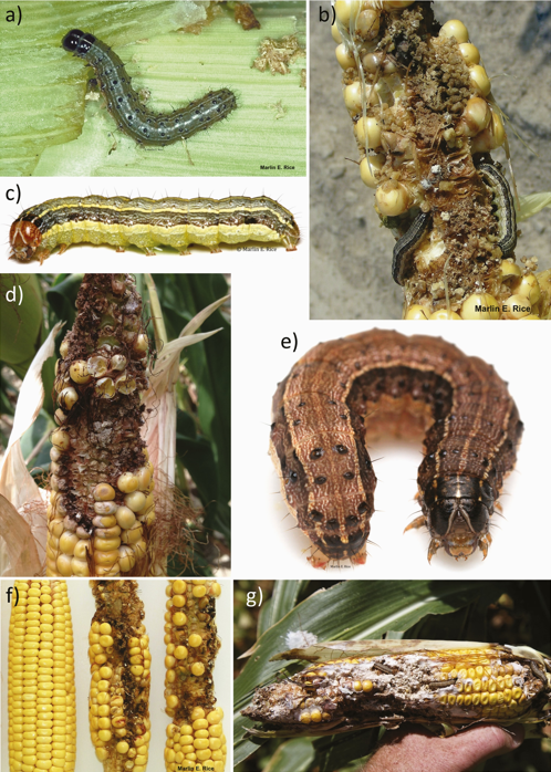 → 50% potential yield loss. → 19.8 million tons of maize are lost annually. → $4.6 billion USD average yearly economic loss. The Fall Armyworm has spread across more than 100 countries worldwide, setting unprecedented challenges for farmers. The resilient pest has proved…