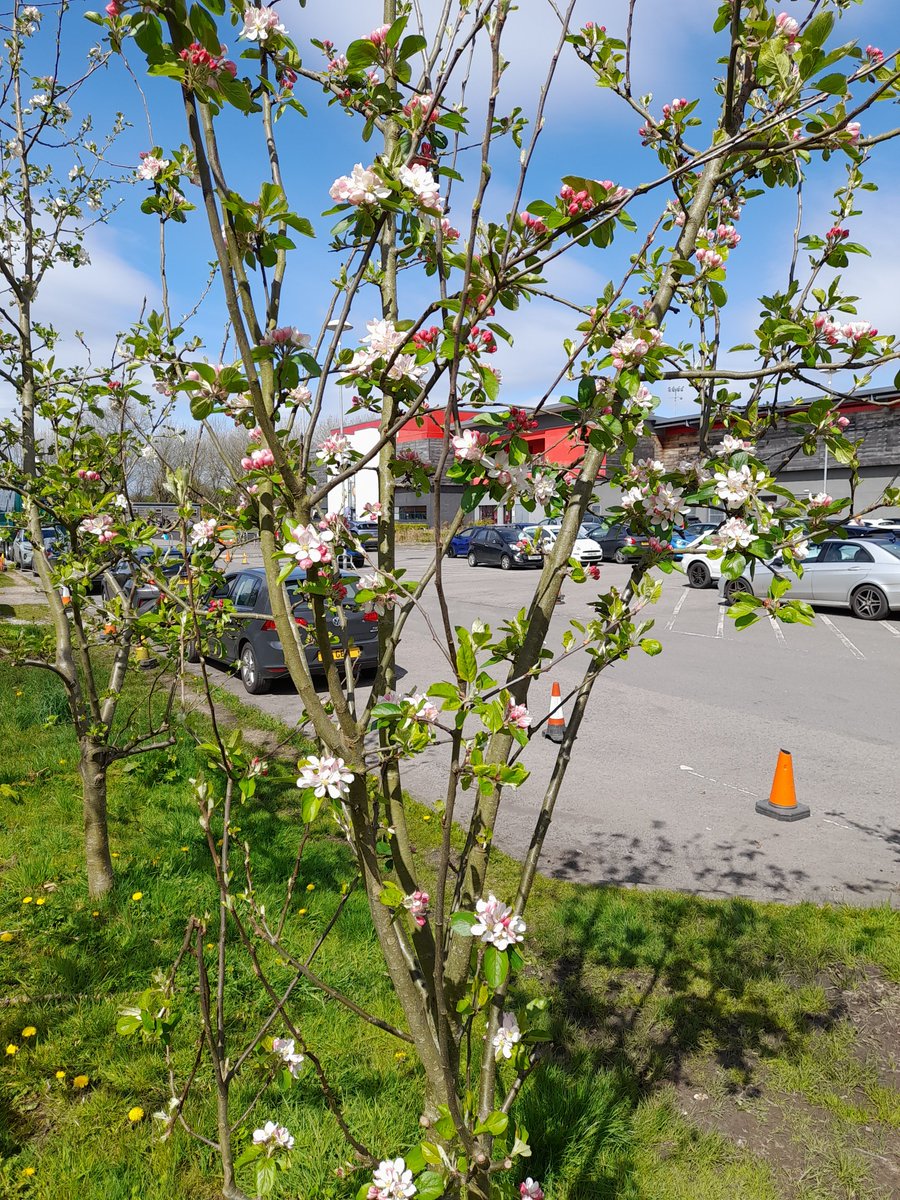 Apple trees in blossom - 3 weeks earlier than back in 2021. Need a few bees and no strong winds or torrential rain in the next few weeks if we're going to see any apples this year