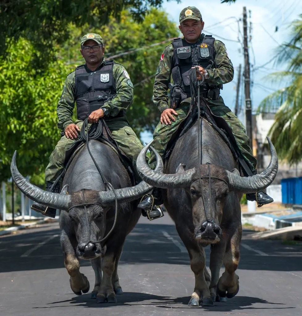 FedeItaliano76's tweet photo. Just a reminder that this is not AI but military police riding water buffaloes on the island of Marajo in Brazil https://t.co/ilVQY3M0LM