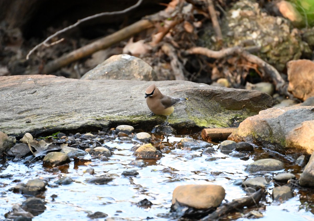 Was not expecting to see a lone Cedar Waxwing , but sometimes it’s nice to be on your own:) #birds #birdwatching #nature #birdcpp #mymorningwalk #nyc #spring