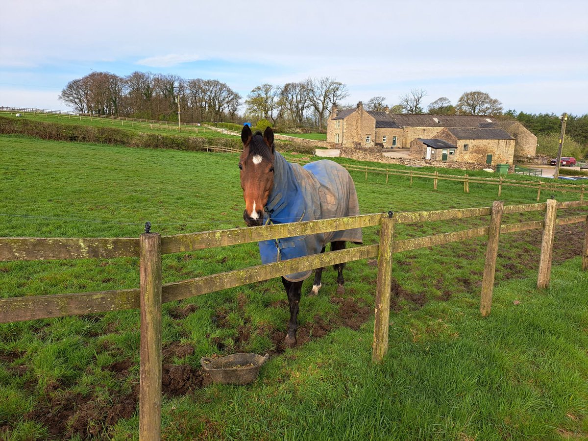 TheBTRC's tweet photo. We are finally enjoying some dry weather which means the horses have been able to spend more time in the fields 🤩☀️
We love to see our horses enjoying their down time in between their retraining sessions 🙌 #becausewelovethoroughbreds ❤🐎 #fedontopspec 💛💚 https://t.co/CbqOR3cQcC