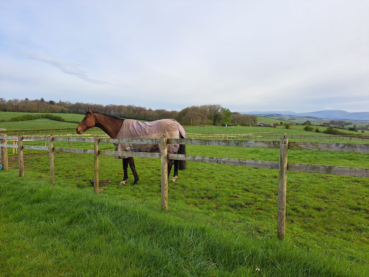 TheBTRC's tweet photo. We are finally enjoying some dry weather which means the horses have been able to spend more time in the fields 🤩☀️
We love to see our horses enjoying their down time in between their retraining sessions 🙌 #becausewelovethoroughbreds ❤🐎 #fedontopspec 💛💚 https://t.co/CbqOR3cQcC