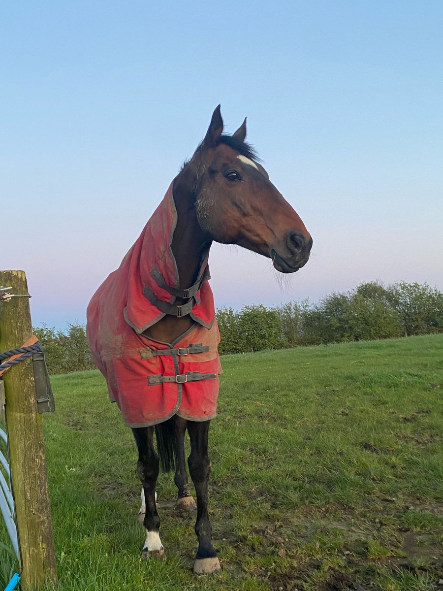 TheBTRC's tweet photo. We are finally enjoying some dry weather which means the horses have been able to spend more time in the fields 🤩☀️
We love to see our horses enjoying their down time in between their retraining sessions 🙌 #becausewelovethoroughbreds ❤🐎 #fedontopspec 💛💚 https://t.co/CbqOR3cQcC