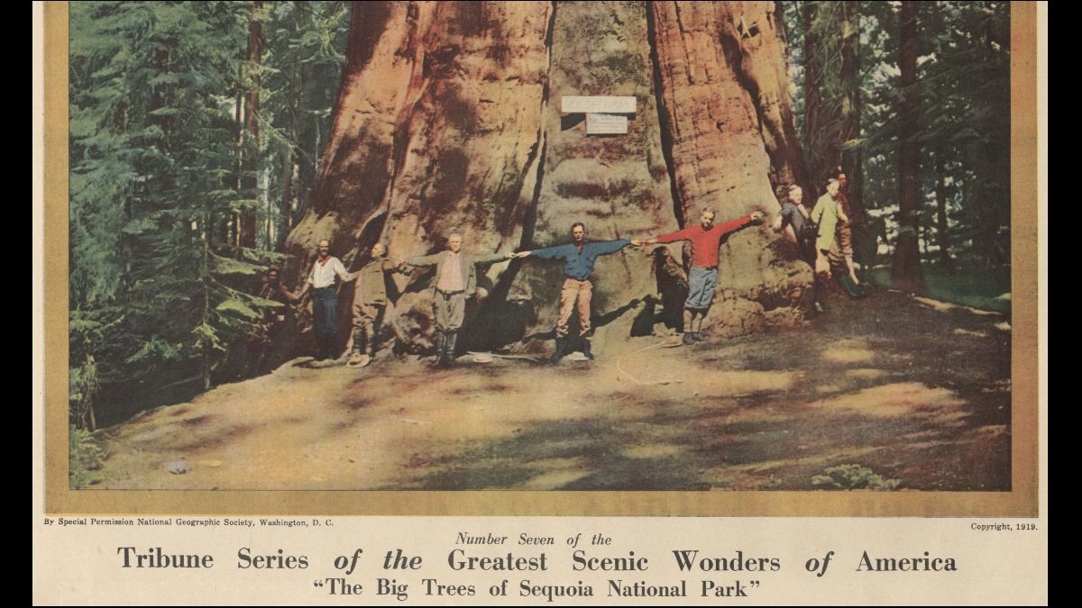 Are you planting a tree to celebrate Arbor Day? Find some inspiration in the unique stories behind these famous American trees that have stood out for their beauty, size, longevity, and often their role in history. Read more in our blog. blogs.loc.gov/headlinesandhe… #ChronAm #ArborDay