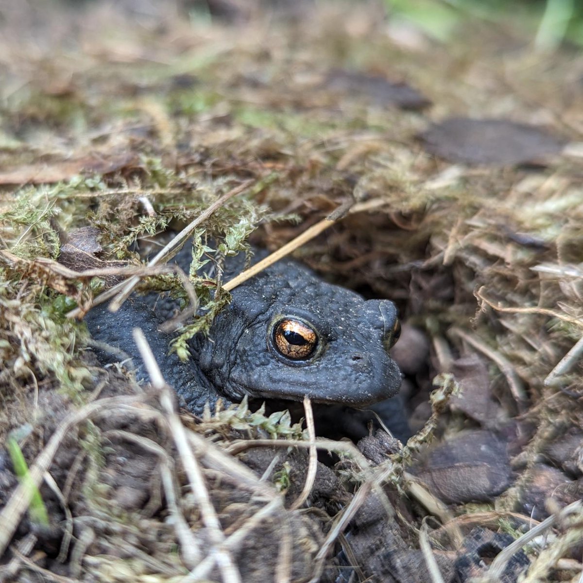 Just look at those bronze eyes! @ARC_Bytes @Hants_BIC