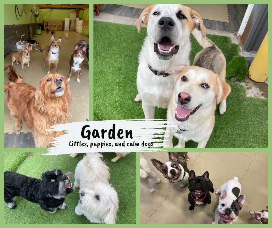 Introducing Garden!  A room full of puppies, little guys, and calm guys.  Pups learn to play, gain confidence and get so many snuggles! 

#doggydaycare #puppy #calgary #playtime #dog