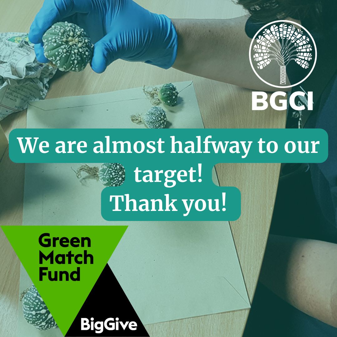 You still have 2 days to donate and have your money DOUBLED! Help BGCI to tackle the illegal plant trade by donating to our BigGive #GreenMatchFund before it closes on Thursday! buff.ly/3VDVM4F #KnowWhatYouGrow #PlantDefence #GlobalConservationNetwork