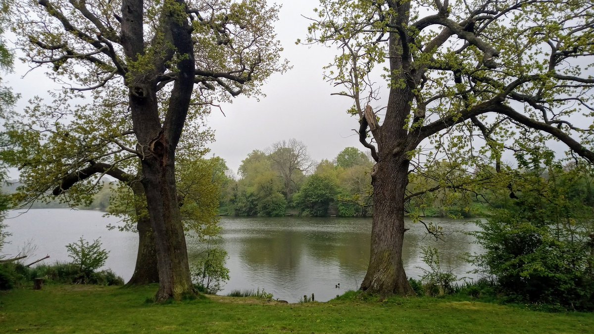 The way these trees guard their lake as if it were a portal to Avalon. 

#nature