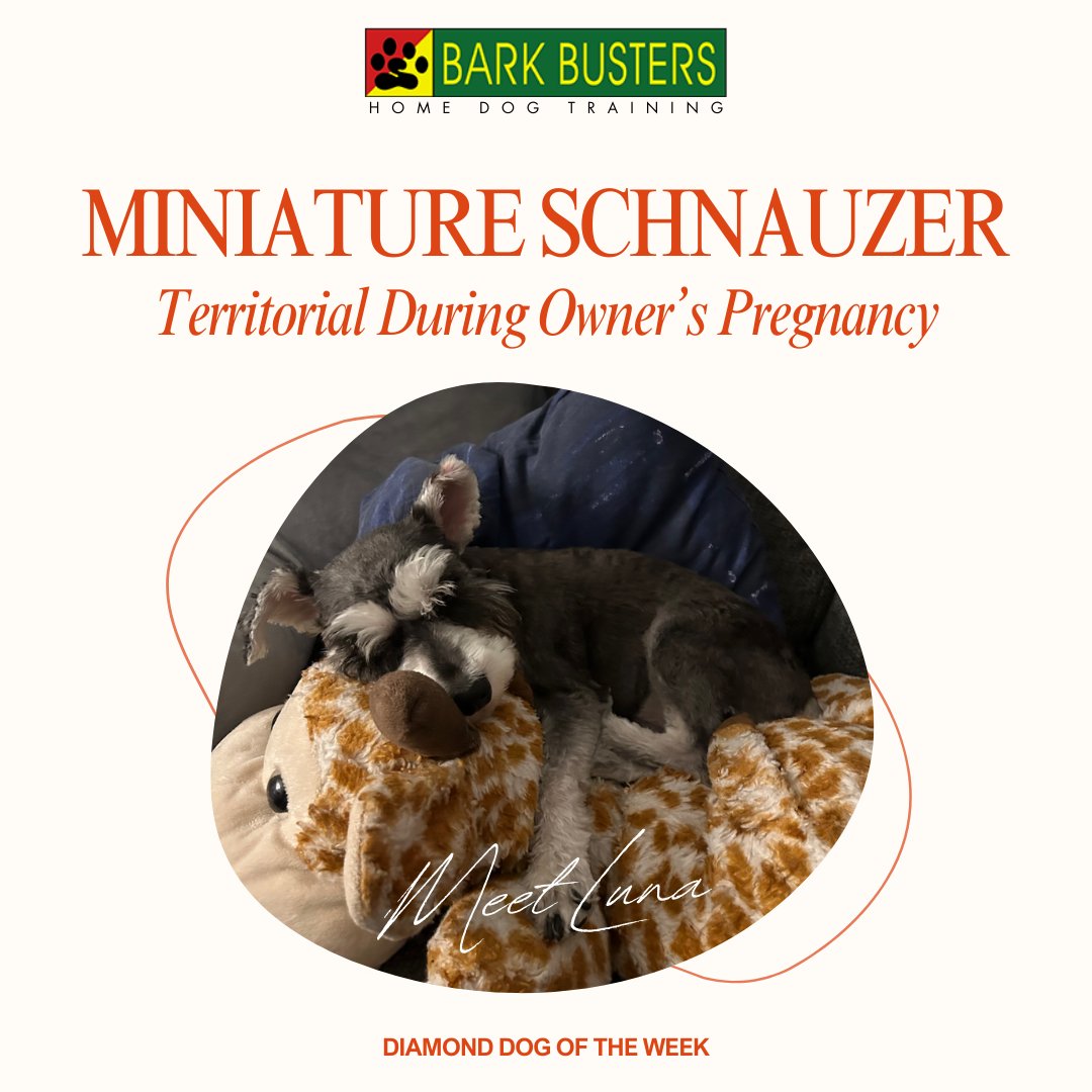 Meet Luna, the miniature schnauzer with protective instincts on high alert, standing guard over her owner's growing belly, anticipating the arrival of a new family member.
.
#stephaniecurtis #dogtraining #puppytraining #valleydogtraining