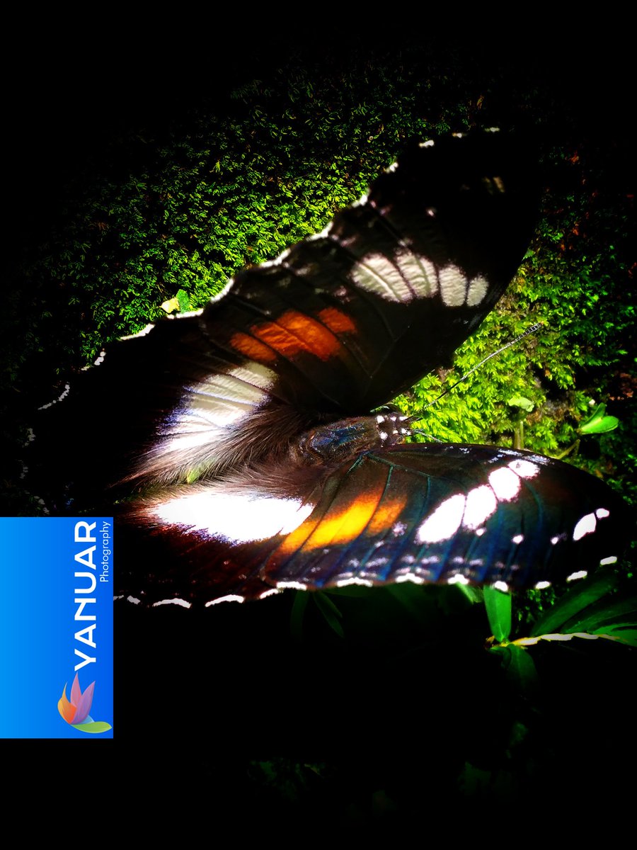 Great Eggfly butterfly on mossy brick.

#photography #photo  #photograph #photooftheday #photographylovers #nature  #natural #naturelover #NaturePhotography #macro #macrophotography #photographyart #NaturePhotograhpy