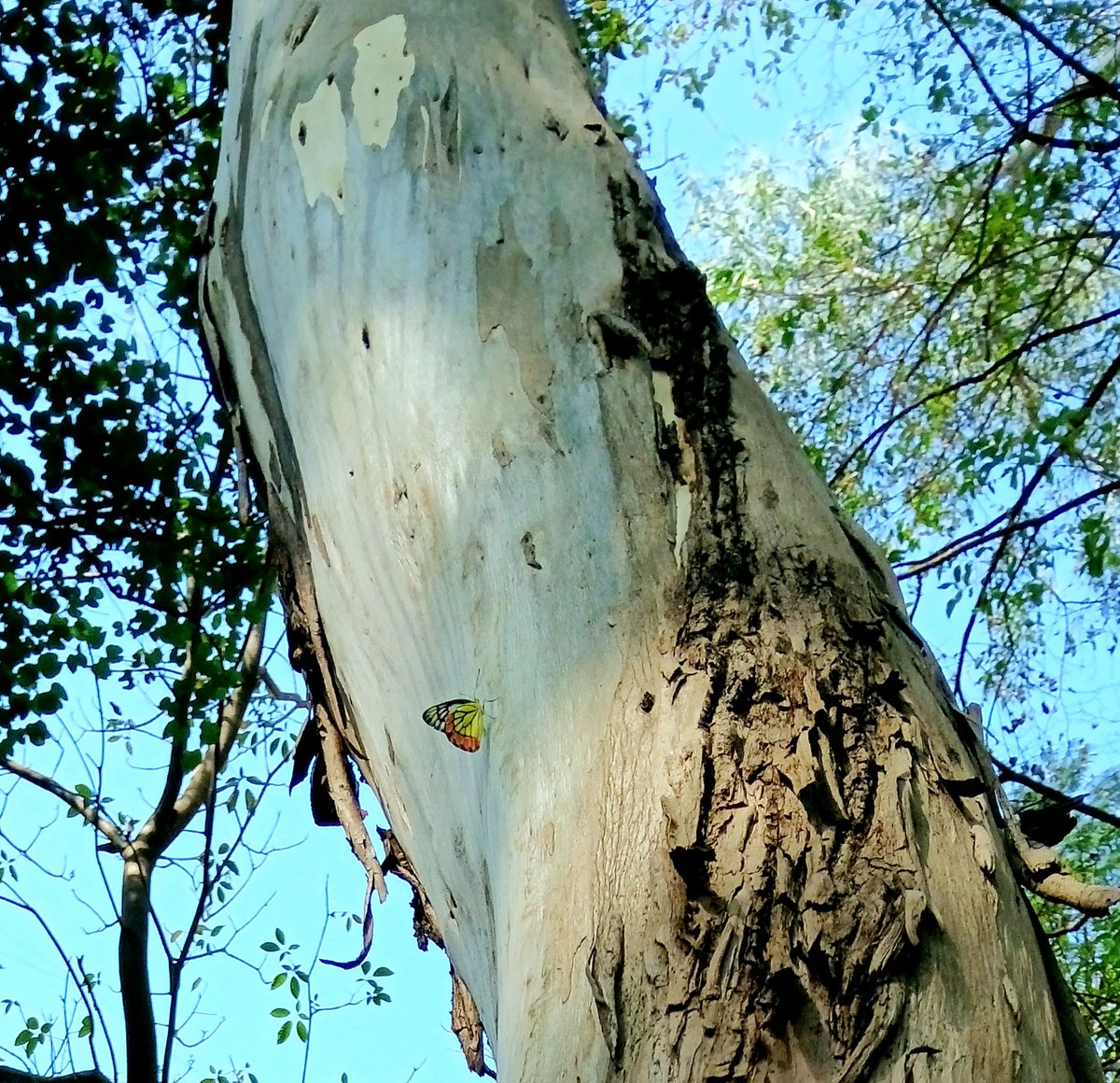 A common jezebel rests on the trunk of a eucalyptus... perhaps to suck its oozing sap or gum? #TitliTuesday #thicktrunktuesday #trees #butterfly #IndiAves #nature #photography #wildwebswednesday #natgeoindia #April #summer