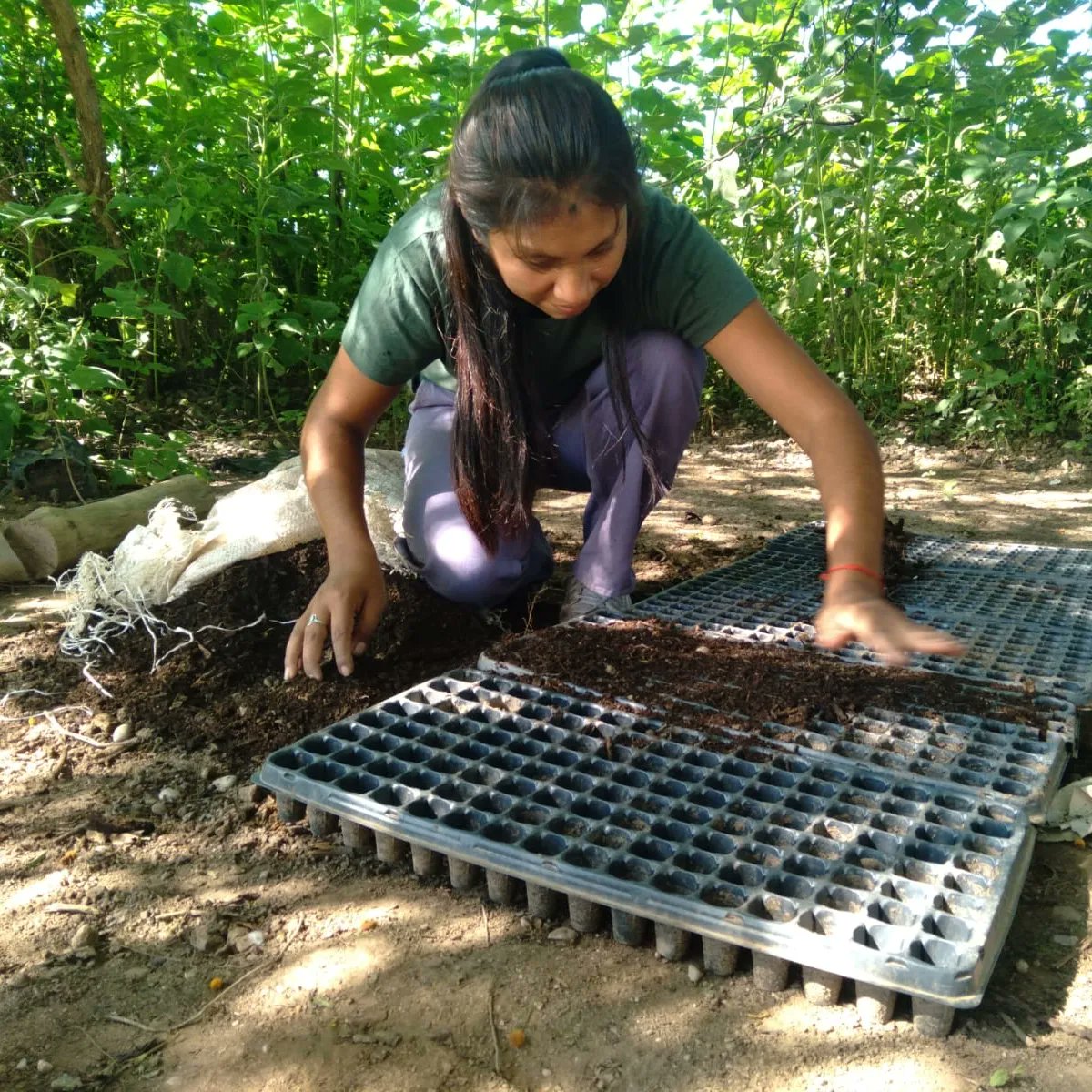 ACDIargentina's tweet photo. Avanzamos en la producción de árboles nativos para reforestar áreas degradadas de Vinalito, Jujuy🌳

Desarrollamos plantines en el invernadero de la Cooperativa Fraile Pintado, donde se dictan capacitaciones para las mujeres que son parte 👌🏻😃

Contamos con el apoyo de #Nativas https://t.co/2yGaze0Vbl