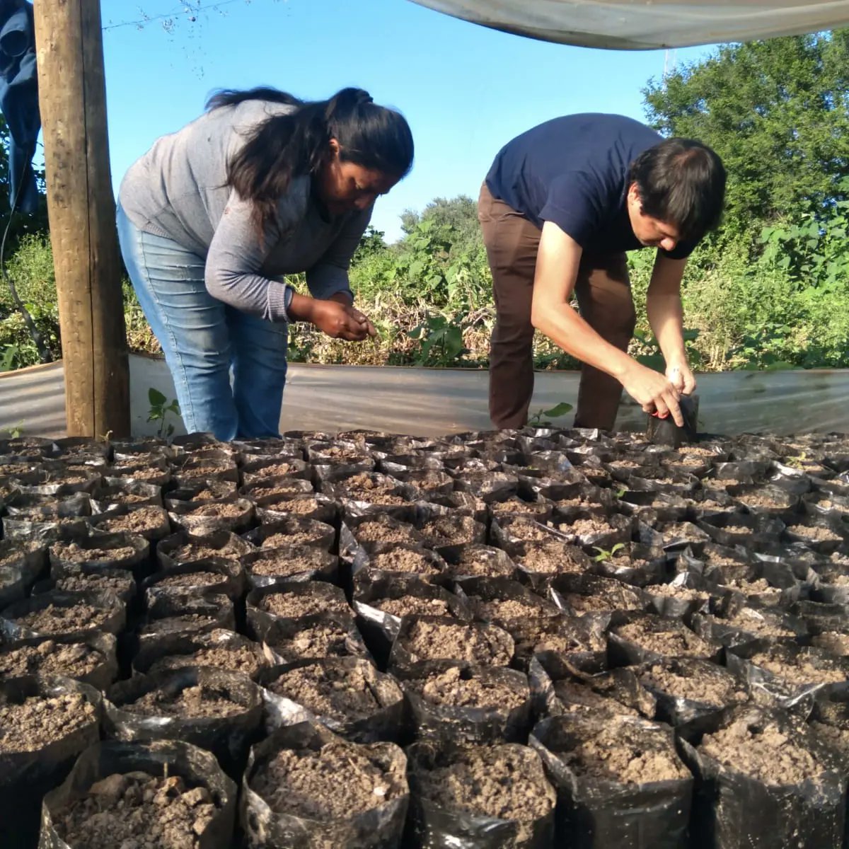 ACDIargentina's tweet photo. Avanzamos en la producción de árboles nativos para reforestar áreas degradadas de Vinalito, Jujuy🌳

Desarrollamos plantines en el invernadero de la Cooperativa Fraile Pintado, donde se dictan capacitaciones para las mujeres que son parte 👌🏻😃

Contamos con el apoyo de #Nativas https://t.co/2yGaze0Vbl