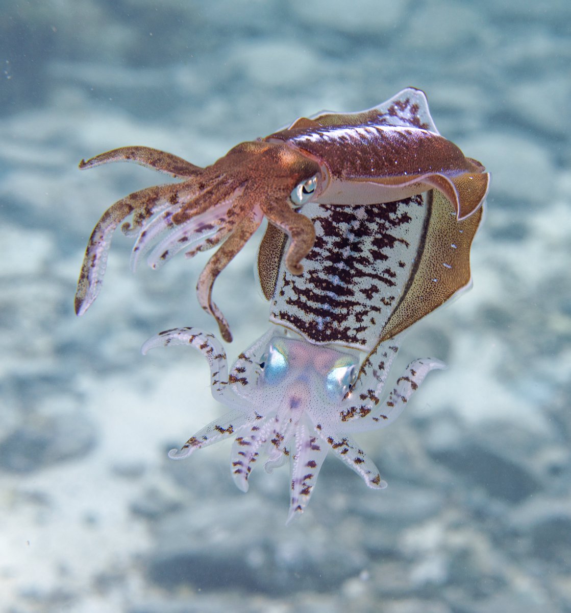 Excited to share our new review: sciencedirect.com/science/articl… w/ @ershook, Thomas Barlow, @abacists & Connor Gibbons We discuss the incredible color-changing skin behaviors of cephalopods, which broadcast the animal's perception of the world & internal state ✨ Img: Andre Hernandez