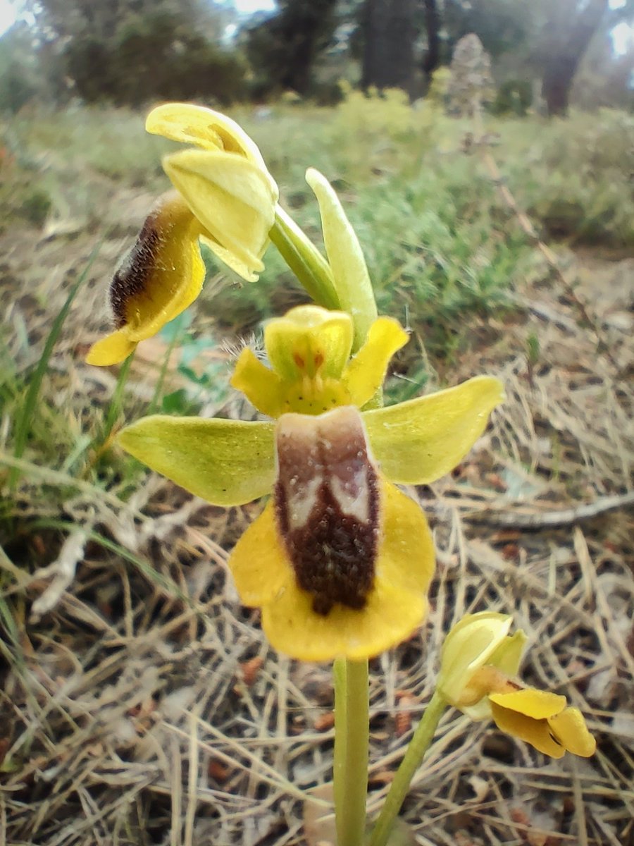 petite orchidée sauvage (Ophrys lutea), région de Montpellier.