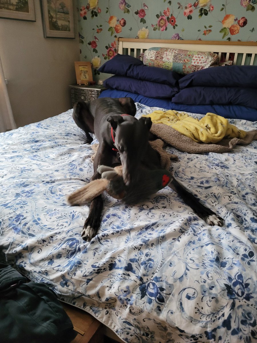 Nothing to see here, just a boy with his toy 
#greyhoundsoftwitter 
#rescuedogs #AdoptDontShop 
#blackgreyhounds 
#greyhoundsmakegreatpets