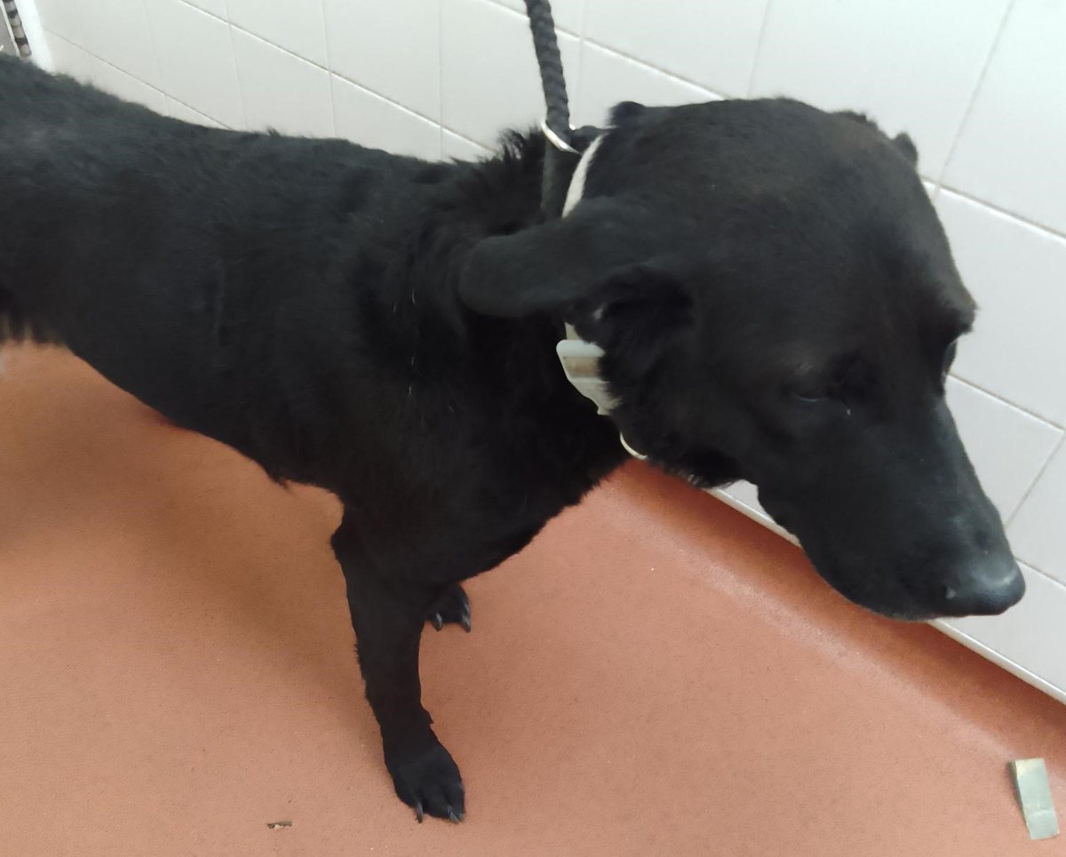 AdoptionsUk's tweet photo. Please retweet to help FIND THE OWNER OR A RESCUE SPACE FOR THIS STRAY DOG FOUND #GREENWICH #LONDON #UK   Female, crossbreed, wearing a collar  CHIP NOT REGISTERED found April 18. She could be missing or stolen from another region, please share widely 🆘
Please share so the right organisation sees this✅
 DETAILS 👇
https://t.co/gvko0pjw8t 
#dogs #pets @MissingPetsGB @rosiedoc666 @DogLostUK #Missing #Stolen @GMB @thismorning @ConservativeAWF @APDAWG1 @rickygervais @AlisonHammond @ShirleyBallas @RSPCA_official @themayhew @AllDogsMatter