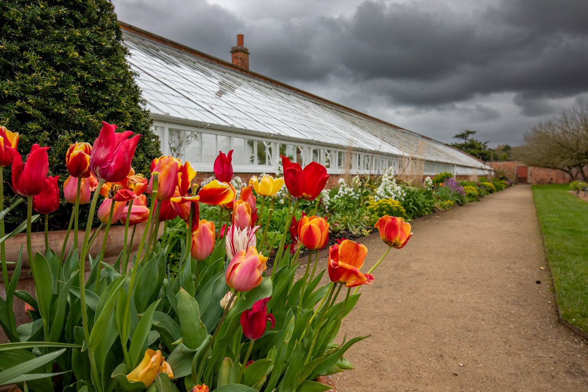 Stark contrast between the beautiful tulips and dark rain clouds in @NTClumberPark @nationaltrust @NTmidlands for today’s spring photography walk. @kerriegosneyTV @Hudsonweather @VisitNotts @inNNotts @itvweather @bbcweather