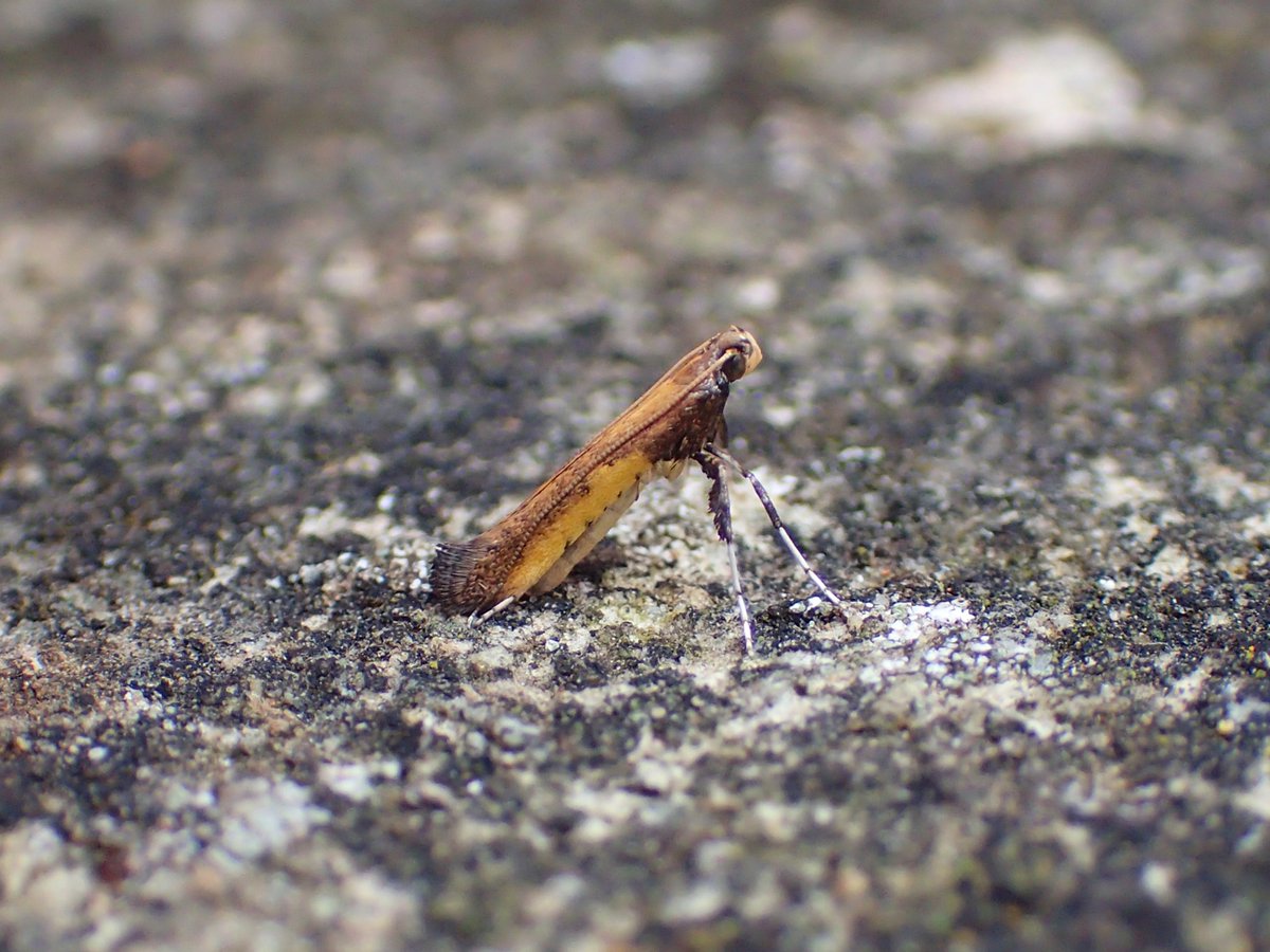 An adult Caloptilia azaleella has emerged from one of the cocoons on azalea. The first record for VC 61. #teammoth #MothsMatter @DoubleKidney @BC_Yorkshire