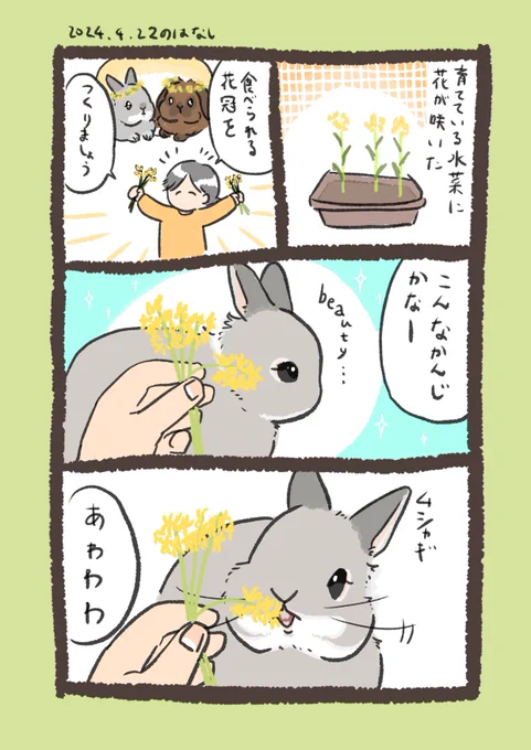 菜の花みたいで可愛いのです🌼

#うさぎのいる生活 
