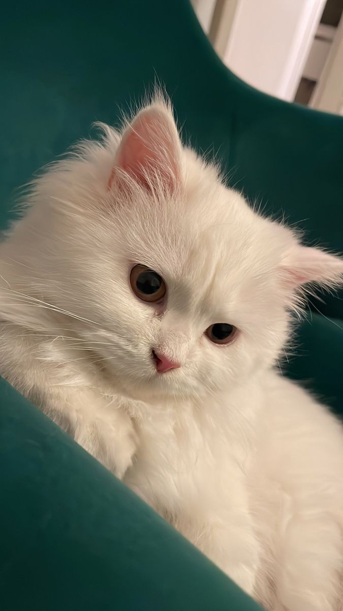 Majestic in white, gentle in spirit. 🕊️💕 

#SnowyCat #adorablecats #catpics #kittens #kittenlove #kitty #cats #catlife #meow #catlove #catloversclub #cutecats #gatos #animals #CatsofTwitter #Caturday #Purrtacular