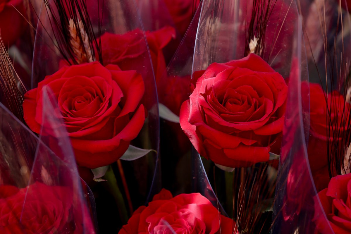 canalreus's tweet photo. 🌹📚 Per #SantJordi, roses i llibres! El centre de #Reus s'han omplert de gent que no s'ha volgut perdre un dels dies més especials de l'any 

📸 Us deixem un recull d'imatges de les primeres hores del dia! (@MartaTorrens_) https://t.co/ClyEg2NHvO