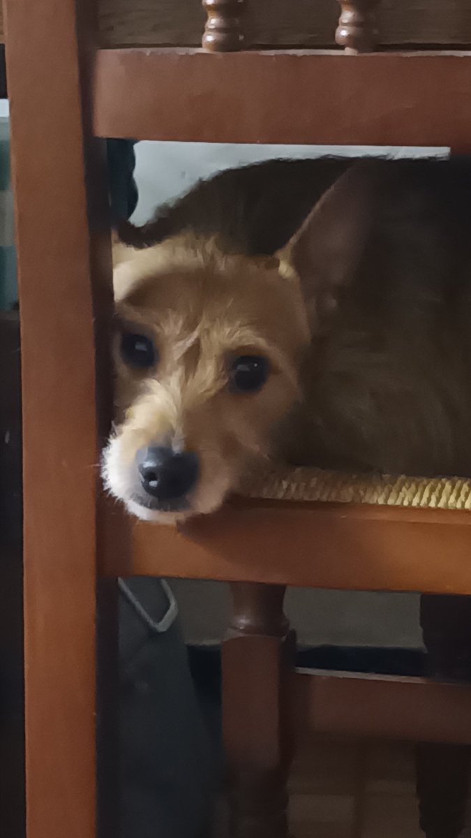 GinyTsun's tweet photo. @twaniimals Michi lengua https://t.co/z932rKMepF