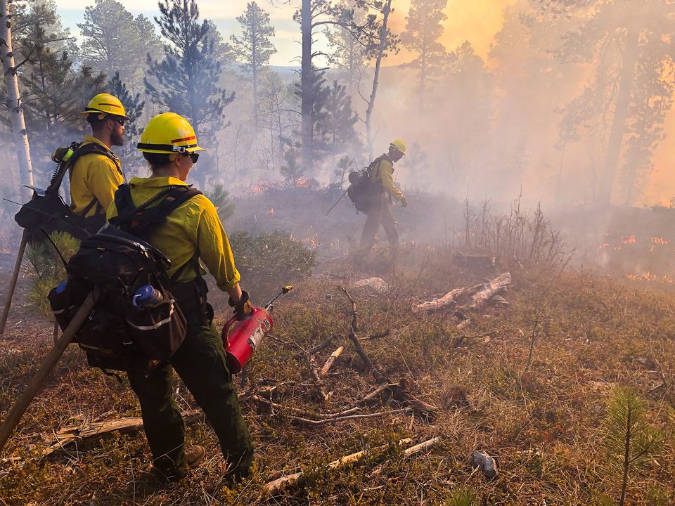 Prescribed Fire planned for Northern Black Hills, tomorrow, 4/24/24 fs.usda.gov/detail/blackhi… (📷: Beartown RX taken fall 2020, by Black Hills NF/USDA FS)