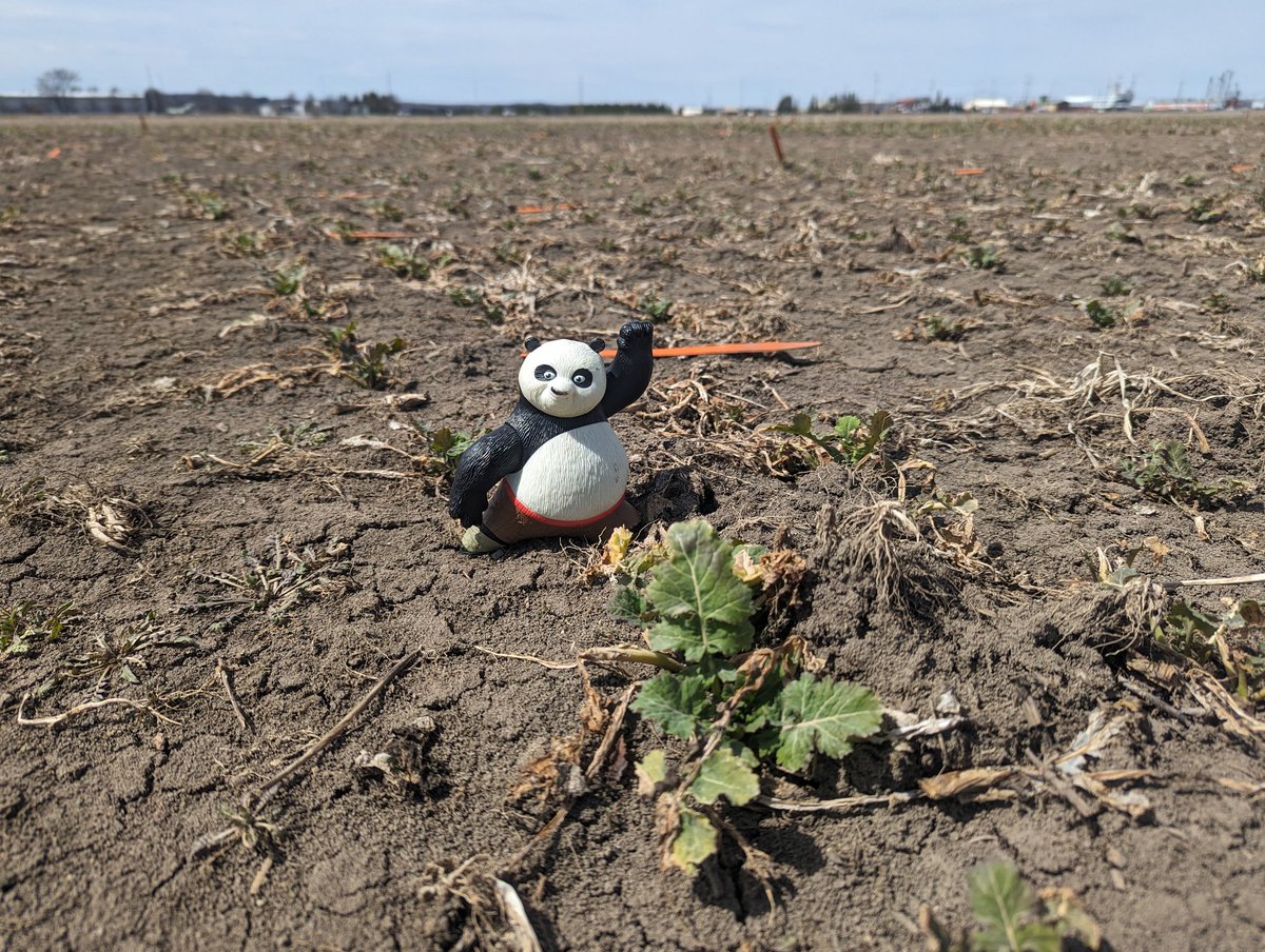 Spring is taking its sweet time!

But the #wintercanola and #winterwheat are doing what they can! 
Winter survival looks amazing in the #wheat; too early to say for sure in the #canola. 

#ocrcnl #researchnorth #northONTag <a href="/OntCanolaGrower/">Ontario Canola</a> <a href="/page_er/">Eric Page</a> <a href="/melochesy/">Sydney Meloche</a> <a href="/JoshNasielski/">Joshua Nasielski</a>