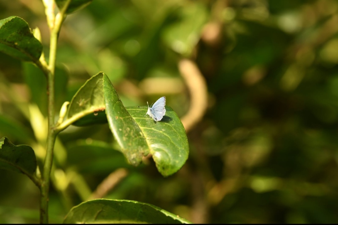 A Beautiful Holly Blue Butterfly spotted at #Johnstowncastle this week.. @visitwexford @irishheritagetrust
