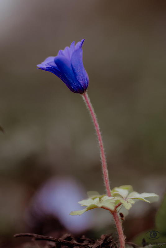 Frühlingshaftes – Teil 9

#fotografierereien #haraldbader #fotografie #photography #fotodestages #pictureoftheday #frühling #blumen #blüte #blau