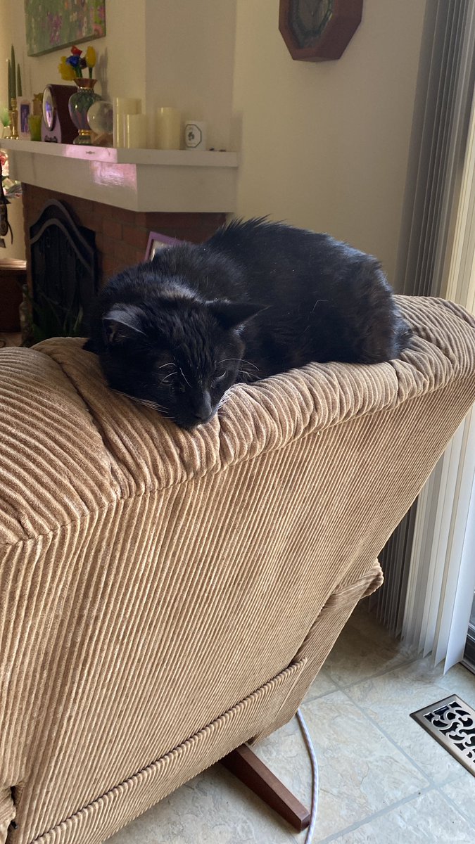 My beautiful D’Artagnan, slowing down at 16 but can still jump to the top of the chair to his favorite springtime resting spot. Love and happiness is our prescription for the day, so enjoy yourself with us please.