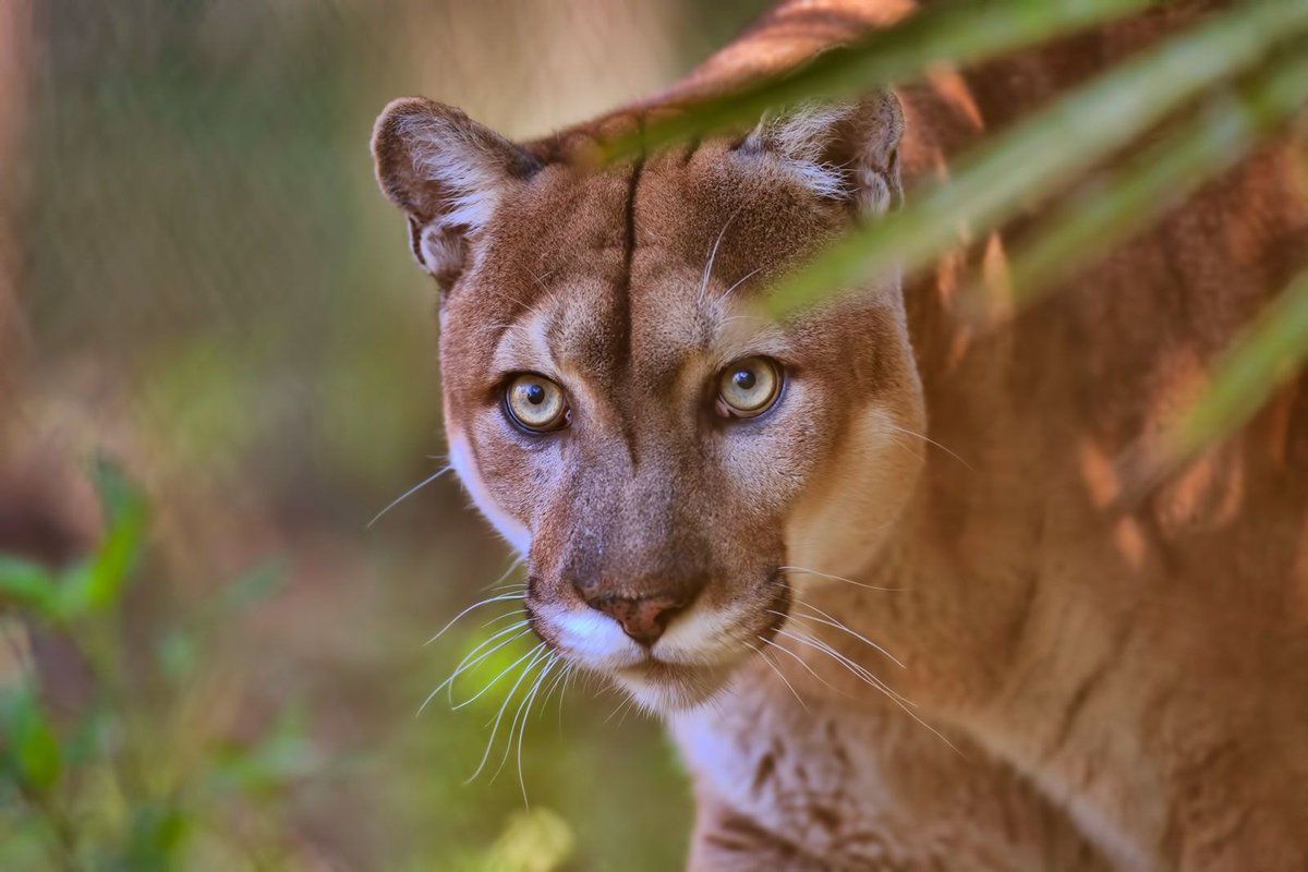 I can't believe I'm just now learning about the Florida panther. 

It's heartbreaking to see this beautiful creature going extinct because of the amount of new developments. 

#FloridaPanther #Extinction #SavetheFloridaPanther