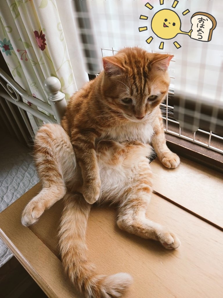 bluetamanegi0's tweet photo. 日向ぼっこトキくん https://t.co/Ej0kcQJzjS