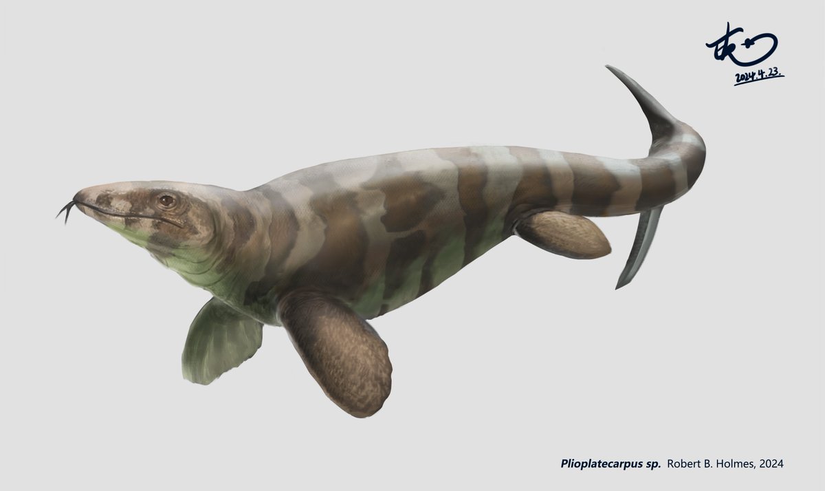 #paleoart Plioplatecarpus~