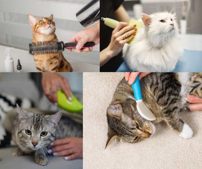 Grooming your cat helps to keep their coat in good condition by removing any loose hair, dirt, and debris. This can help to prevent matting and reduce the risk of hairballs. Secondly, grooming gives you the opportunity to check for any lumps + bumps #AdoptDontShop #kitten