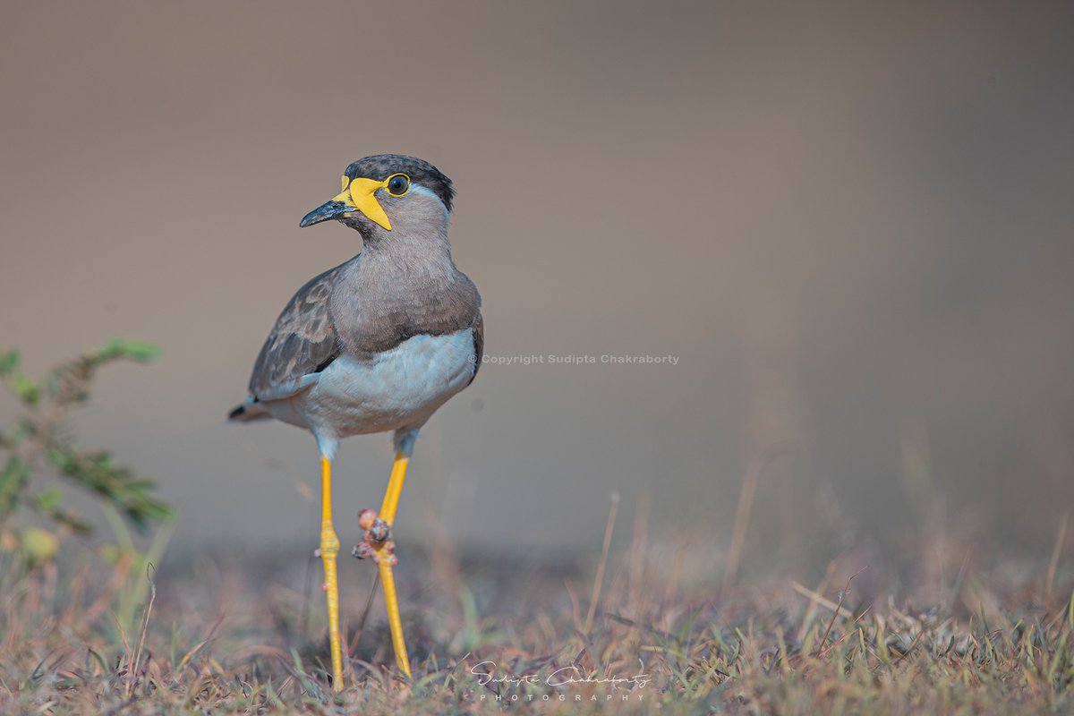 | Yellow-wattled lapping |   

Maharastra, India 
#NGTIndia #CanonPhotography #animalplanetindia #NaturePhotography #IndiAves #BBCWildlifePOTD
@ThePhotoHour
#Clickwithcanon
@Avibase
#ClickwithCanon #TwitterNatureCommunity
@Team4Nature
#NaturePhotography #EarthCapture
@NatGeoIndia