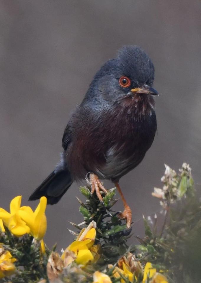 Exciting news about the Dartford Warbler I found yesterday. Please follow the link. Many thanks to <a href="/Kernowringer/">Peter Roseveare</a> &amp; @ringing_mark for the ring help.

ncbrg.co.uk/post/new-dartf…