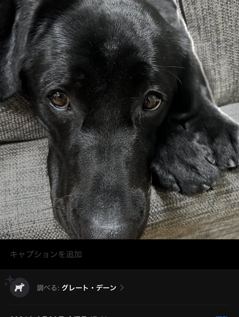 npotefu's tweet photo. iPhoneのカメラロールで犬が写ってるとAIが犬種識別してくるんだけど、ラブ以外と判断されたのがちょこちょこあるw極め付けは犬とも判断されず哺乳類ってなってるの笑ったwwwwww https://t.co/f0YL0rZpnv