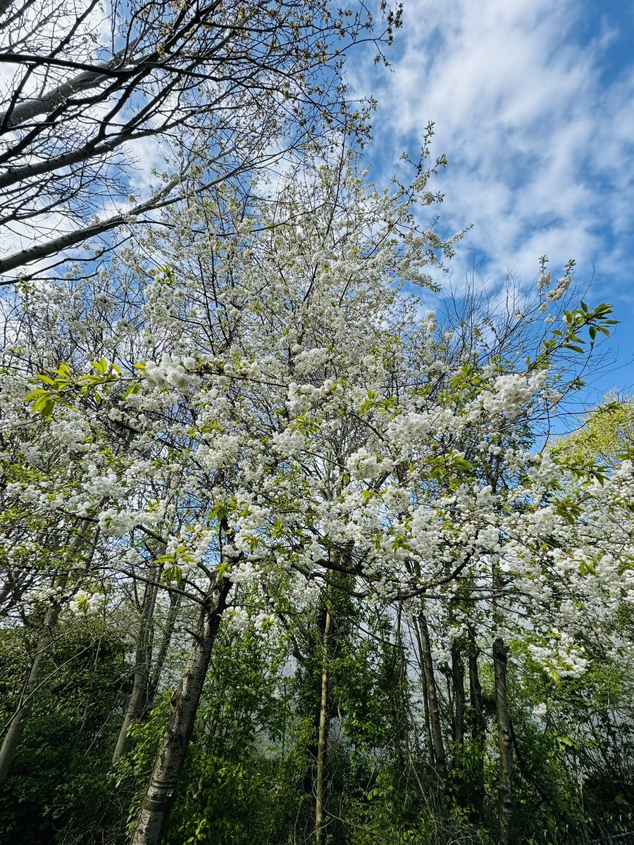 GagaNurse3's tweet image. “I want to do with you what the Spring does with the Cherry trees” #pabloneruda #Spring2024 #springwalks