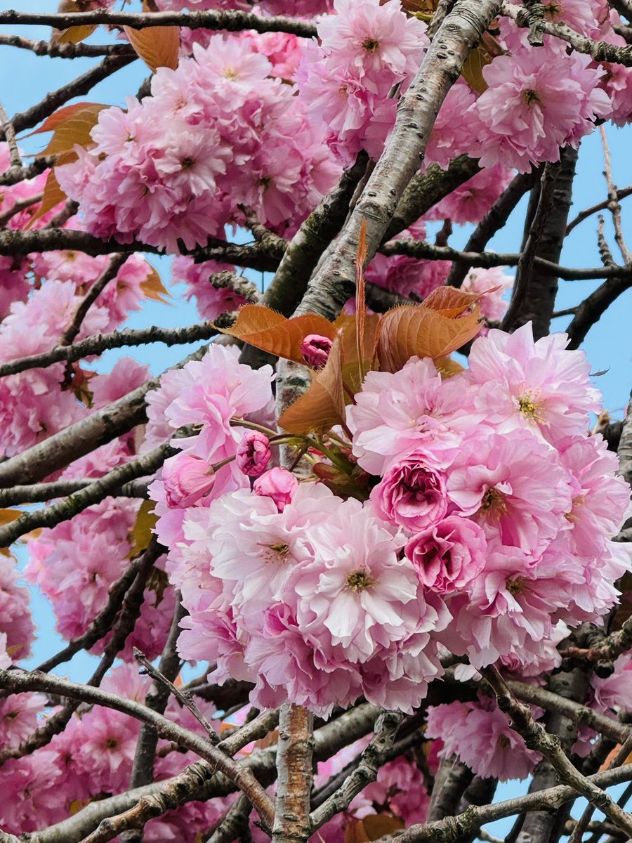 GagaNurse3's tweet image. “I want to do with you what the Spring does with the Cherry trees” #pabloneruda #Spring2024 #springwalks