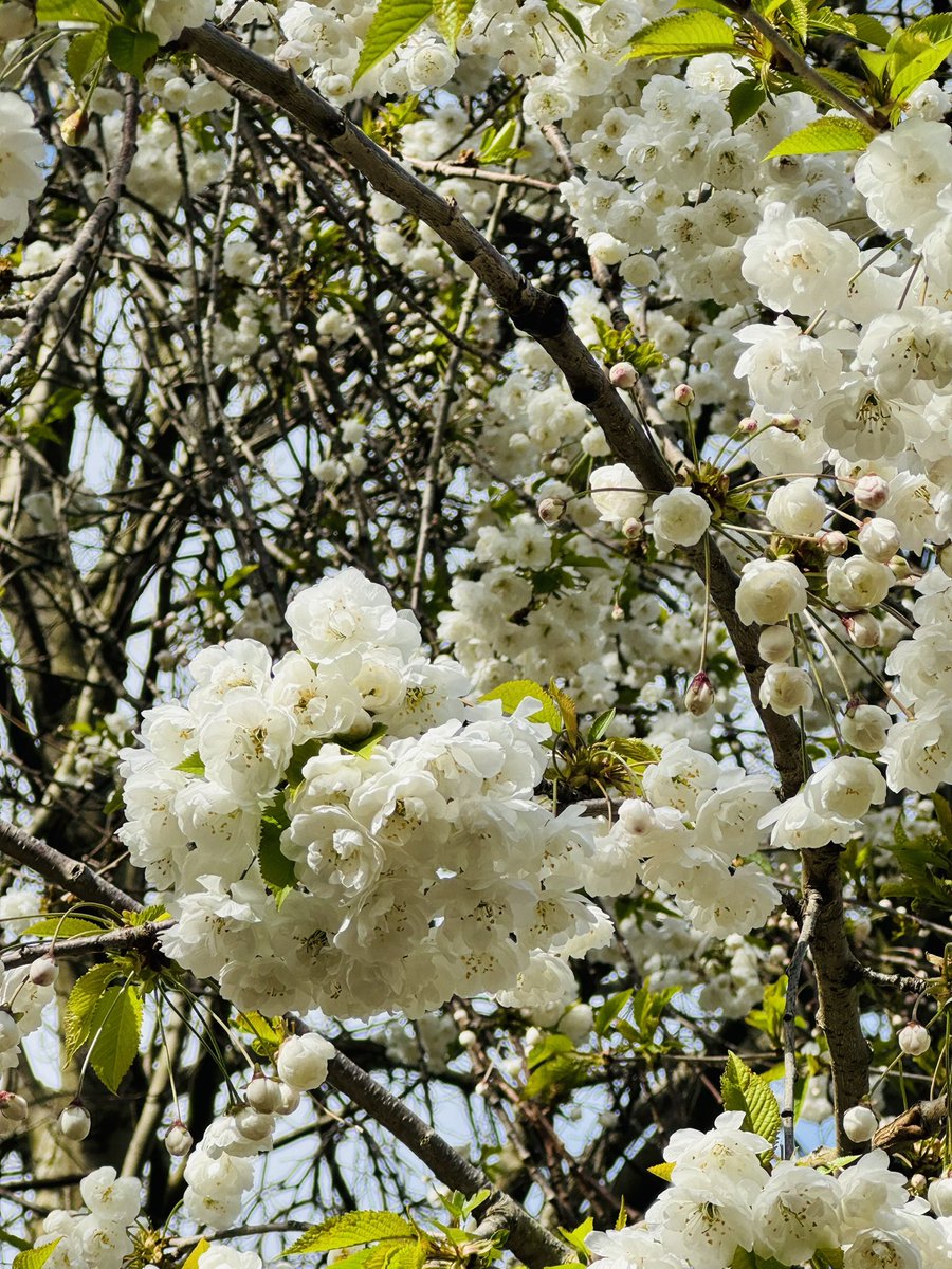 GagaNurse3's tweet image. “I want to do with you what the Spring does with the Cherry trees” #pabloneruda #Spring2024 #springwalks