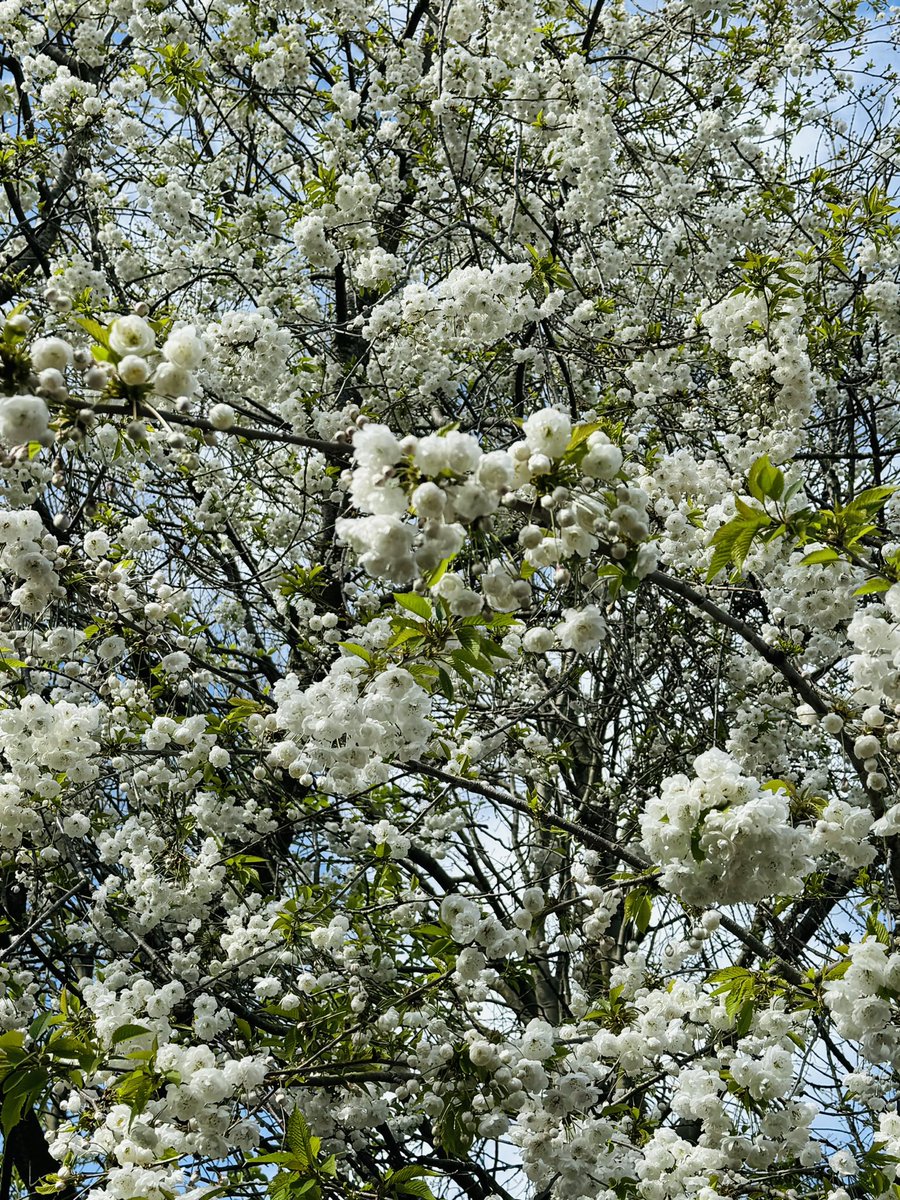 GagaNurse3's tweet image. “I want to do with you what the Spring does with the Cherry trees” #pabloneruda #Spring2024 #springwalks