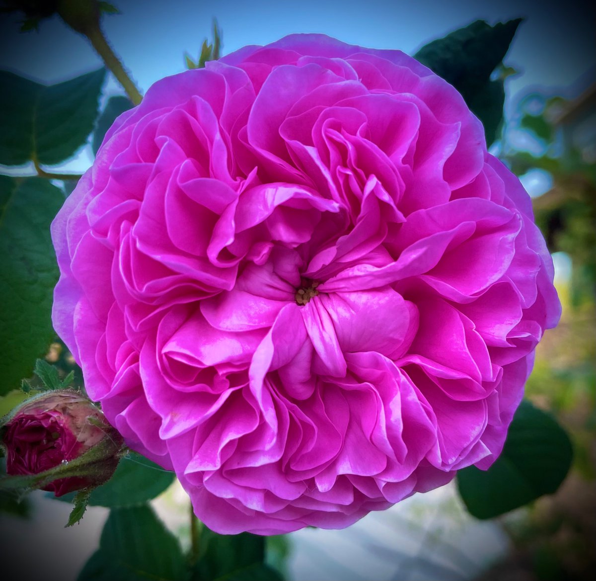 English Rose. ‘Gertrude Stein’. Very fragrant.