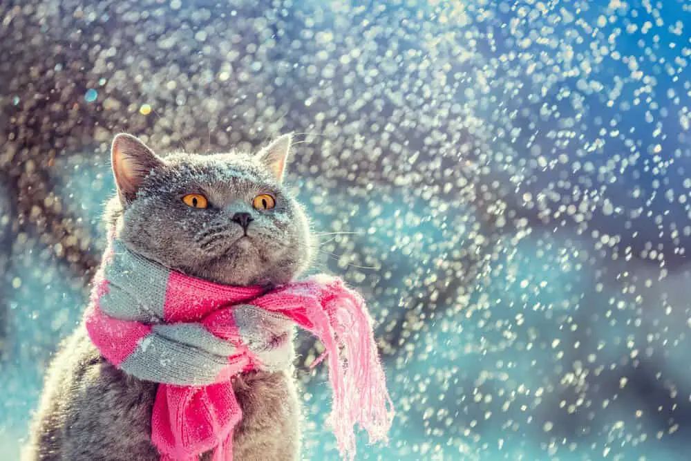 BreedsofCat's tweet photo. WHAT TEMPERATURE IS TOO COLD FOR CATS? #catsHealth #catsoftheday #CatsofTwitter 😱  
https://t.co/DTo7mOzs3N https://t.co/g4urzJ3Mxd