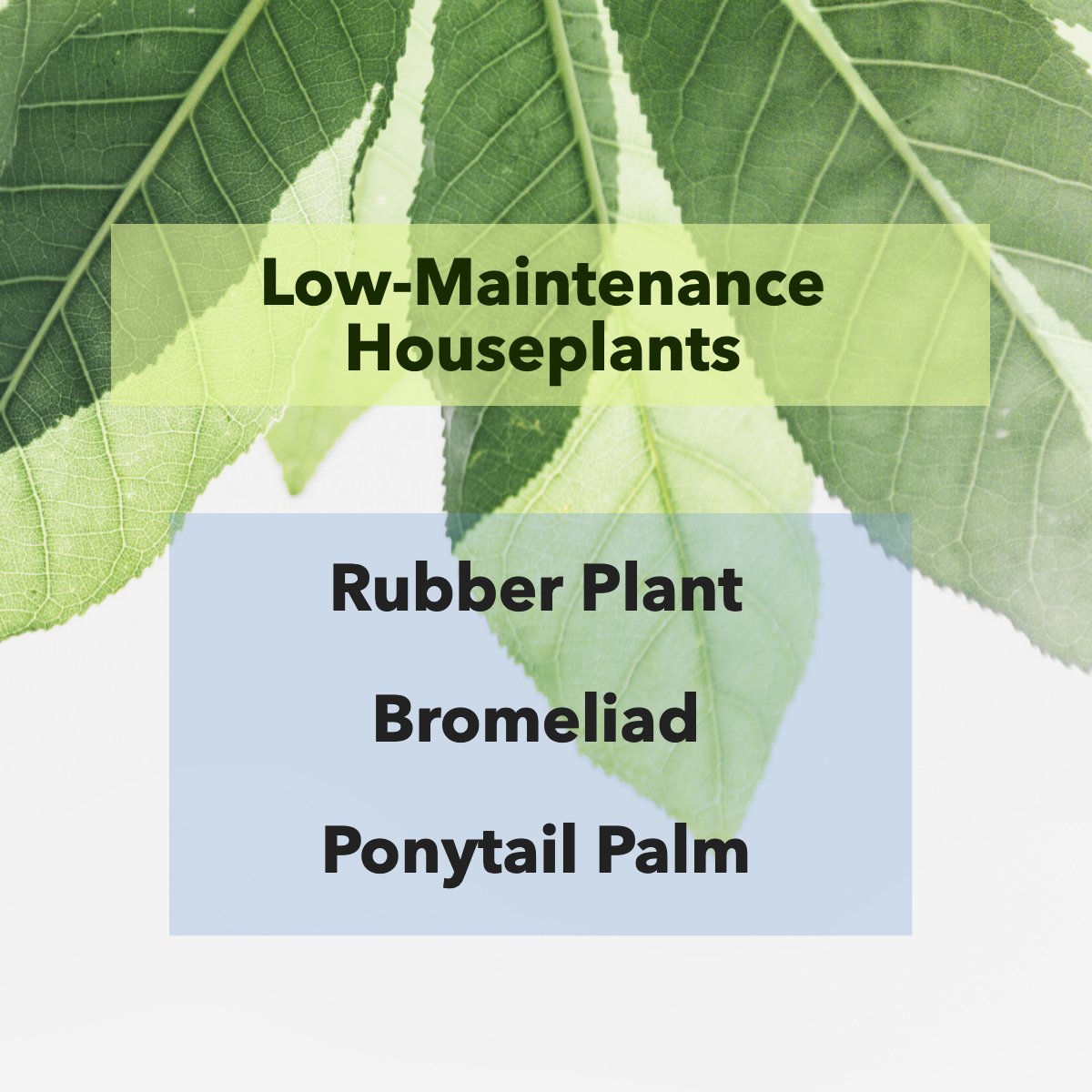 Plants make for gorgeous natural décor, but not everyone is a natural at plant care.  😕

These low-maintenance indoor plants will help you fake it 'til you make it: 😀

Rubber Plant
Bromeliad
Ponytail Palm

#leaves #plant #indoorplants #plantparent #bigleaves