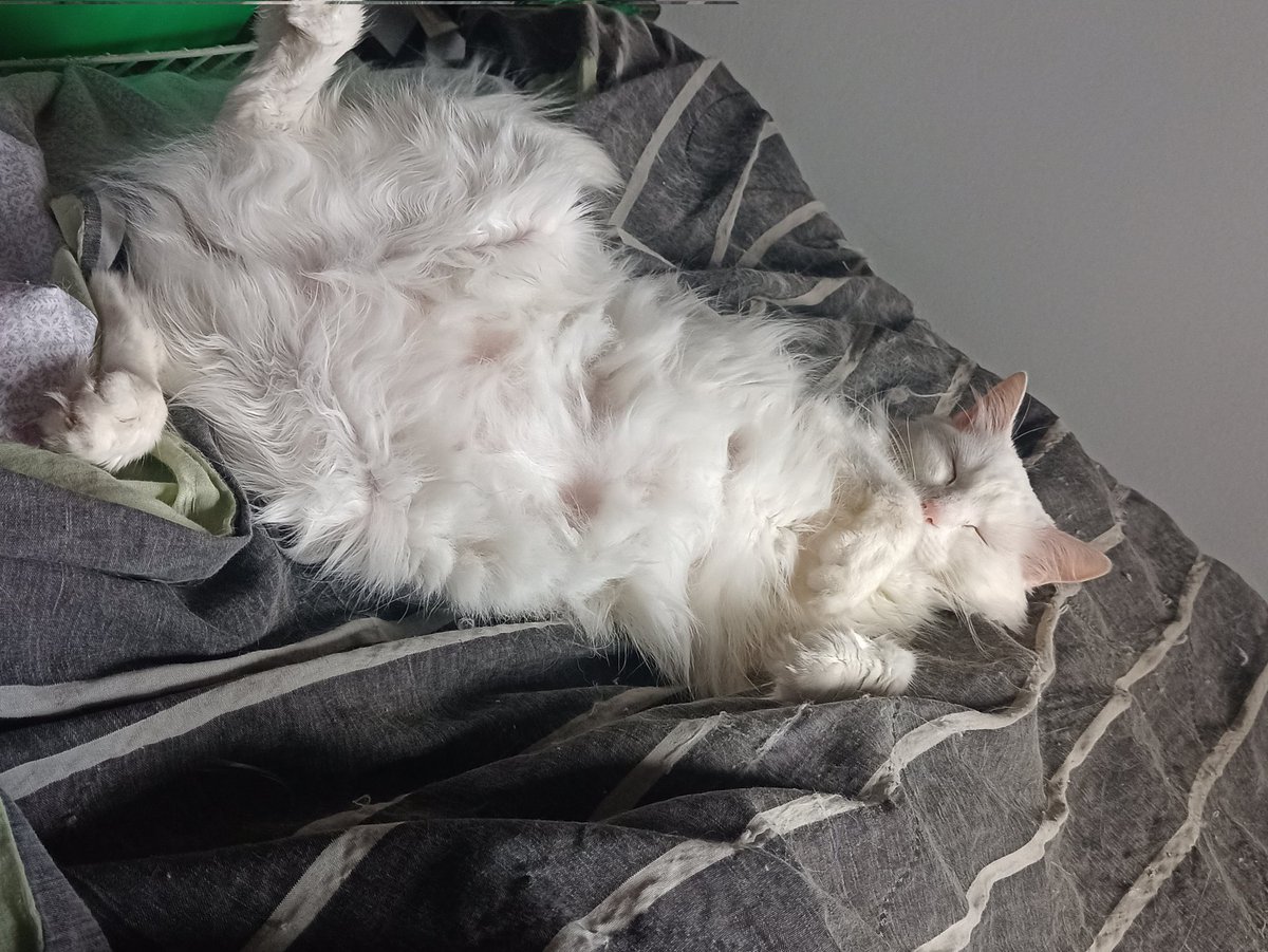 GalvanMara's tweet photo. @twaniimals Almendra❤️‍🩹 https://t.co/lVcyjo4dMO